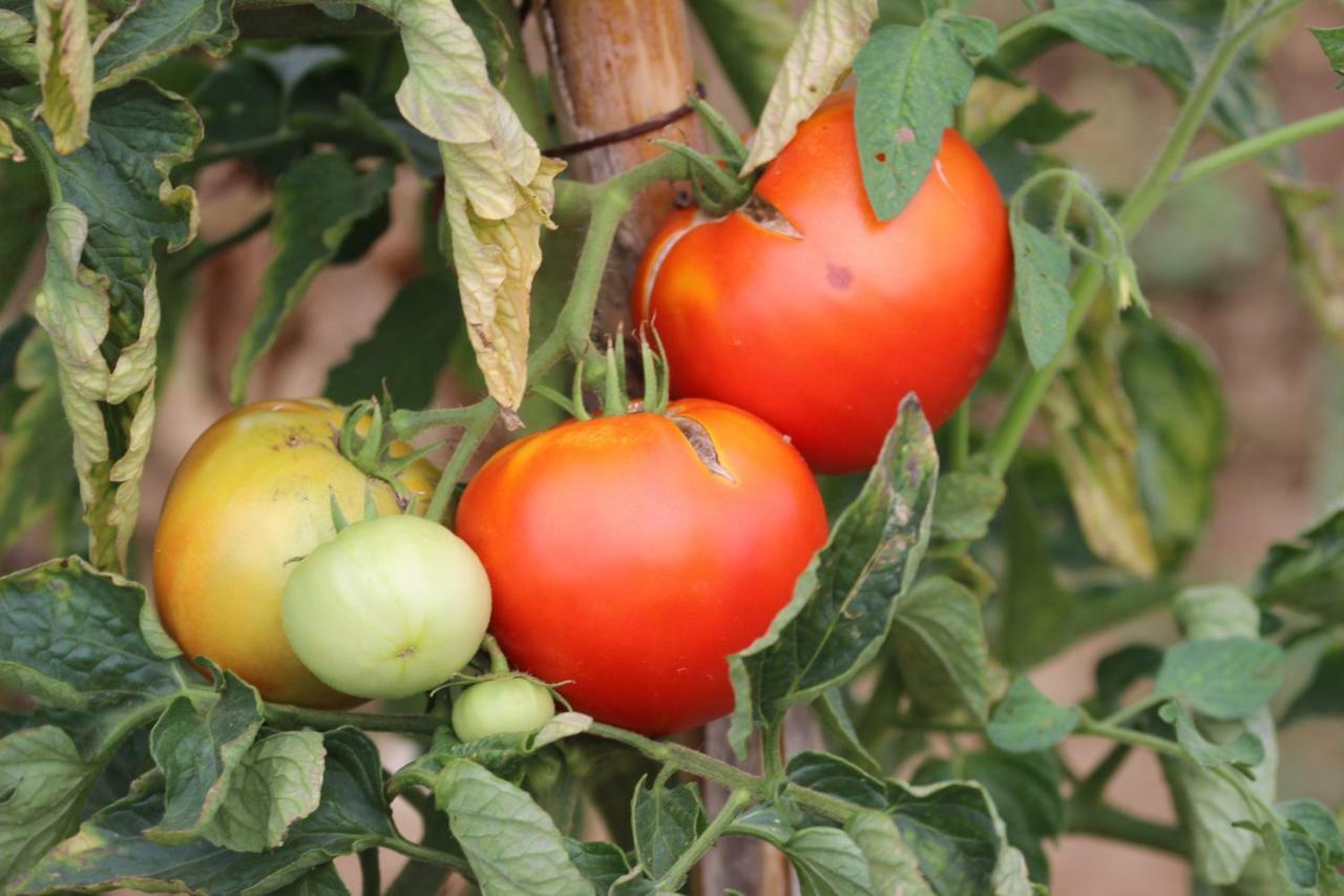 Tourist Farm With Apartments Fig Tree Dekani 외부 사진
