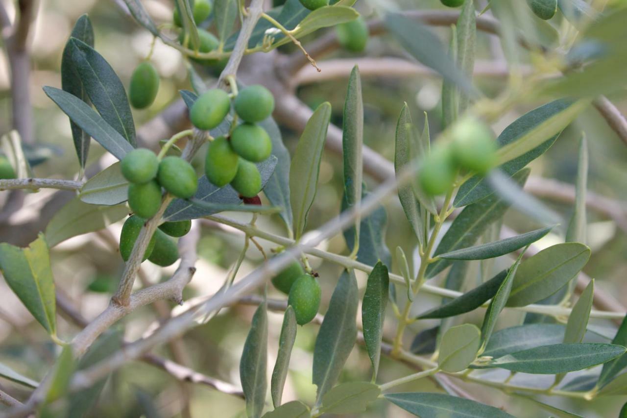 Tourist Farm With Apartments Fig Tree Dekani 외부 사진